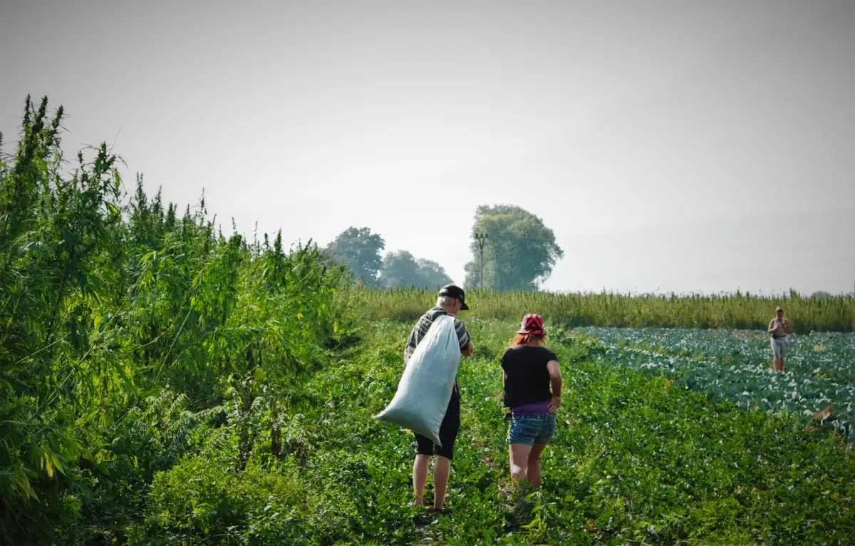 Expanzia – konopné pole a zber